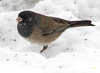 Oregon Dark-eyed Junco male